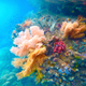 Corals at Raja Ampat. This photo was taken before the March 4 incident. (Image: Fabian Lambeck)